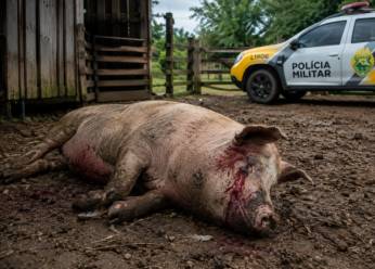 Crueldade no interior: porca é morta a tiros em Pinhão