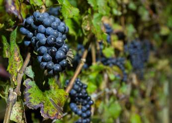 Safra de inverno 2026: vitivinicultura brasileira consolida expansão e alta produtividade
