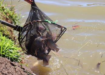 Pesca garantida: Guarapuava recebe mais de 2,5 toneladas de peixes para a Festa do Trabalhador