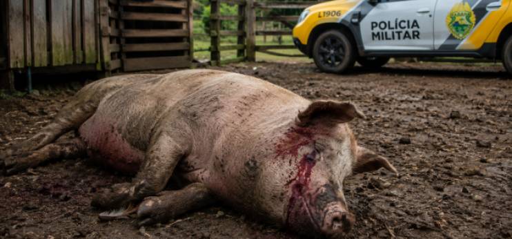 Crueldade no interior: porca é morta a tiros em Pinhão