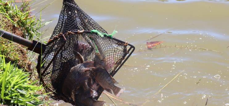 Pesca garantida: Guarapuava recebe mais de 2,5 toneladas de peixes para a Festa do Trabalhador