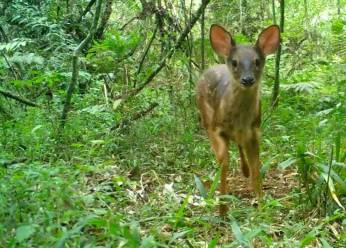 Parque Natural Municipal das Araucárias abriga mais de 10 espécies de mamíferos da fauna brasileira