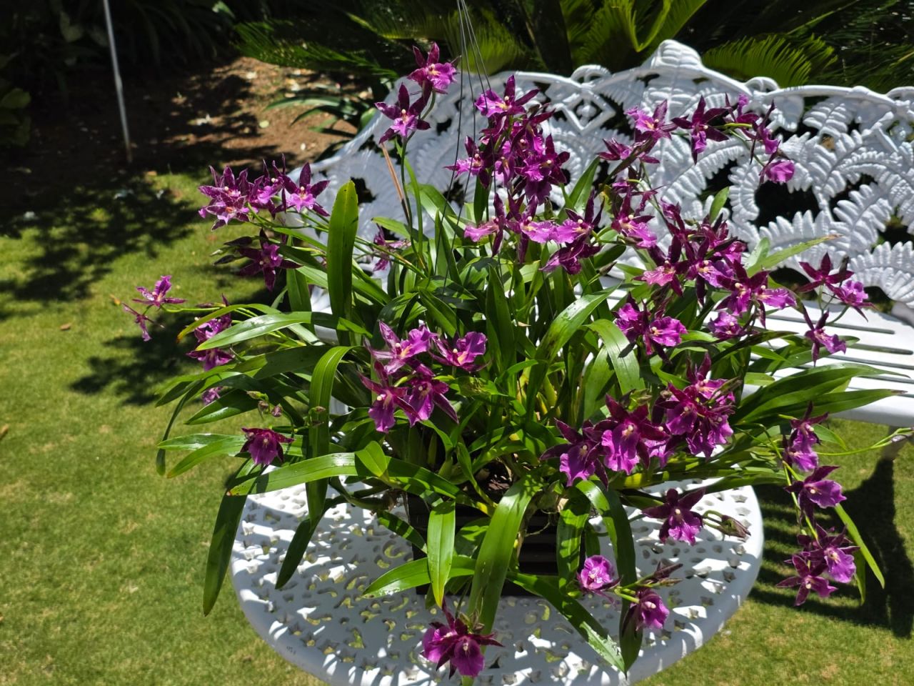 Guarapuava confirma a 5ª Exposição de Orquídeas com entrada gratuita e milhares de espécies raras