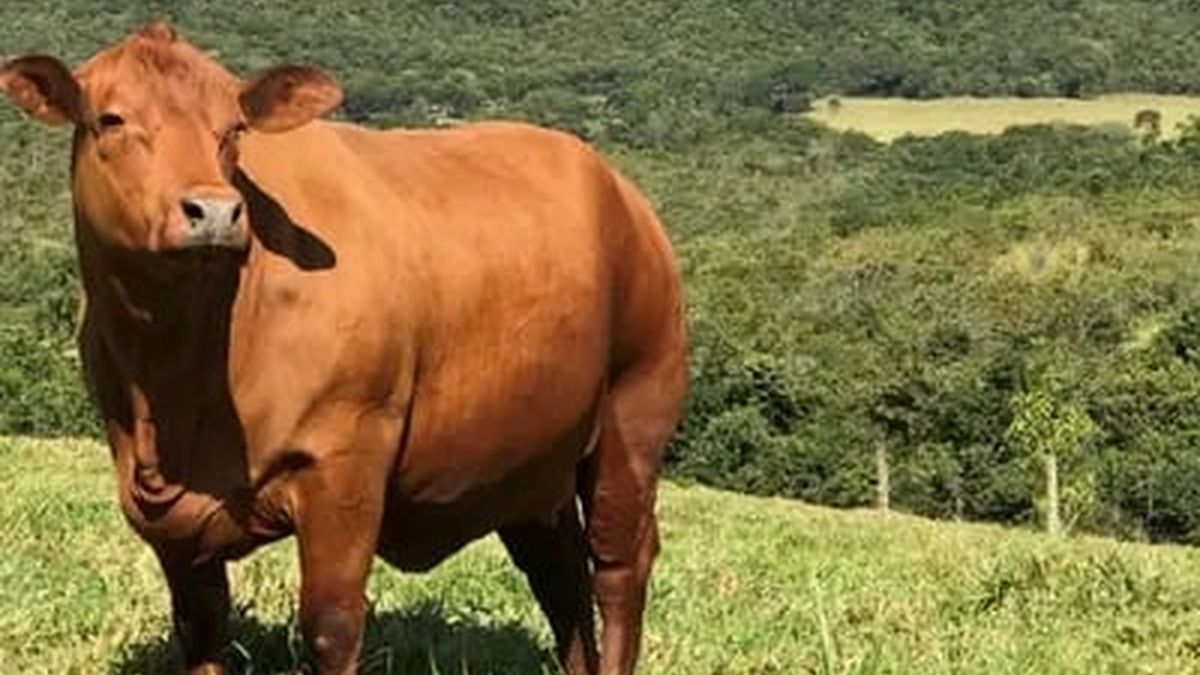 Boi gordo hoje: confira cotações para esta quarta-feira (22)