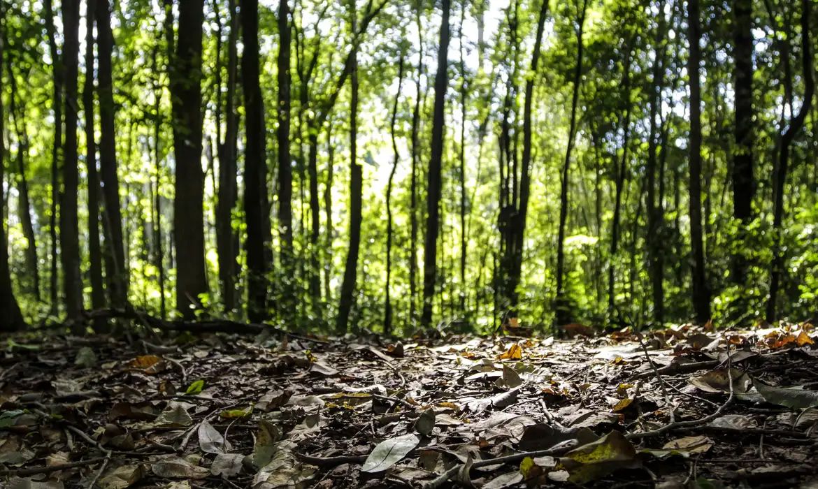 Produção florestal brasileira bate recorde e movimenta R$ 47,9 bilhões em 2025