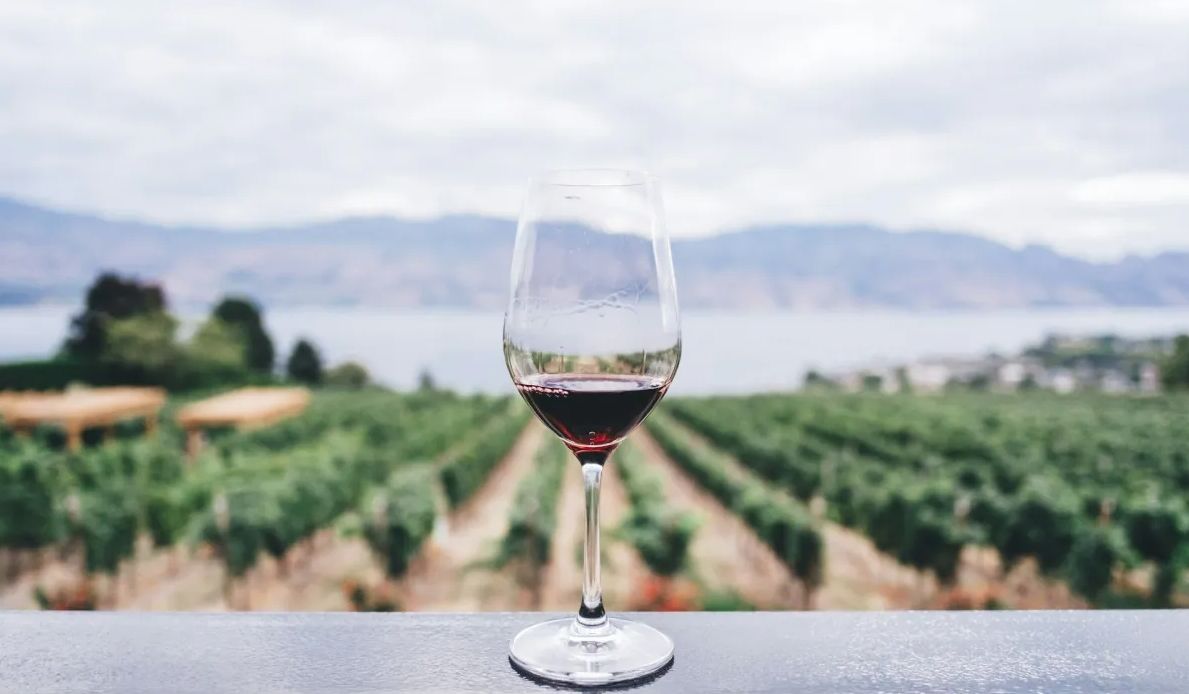 Tarifaço dos EUA derruba em 39,6% exportações de vinho brasileiro no primeiro semestre