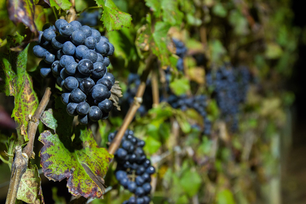 Safra de inverno 2026: vitivinicultura brasileira consolida expansão e alta produtividade