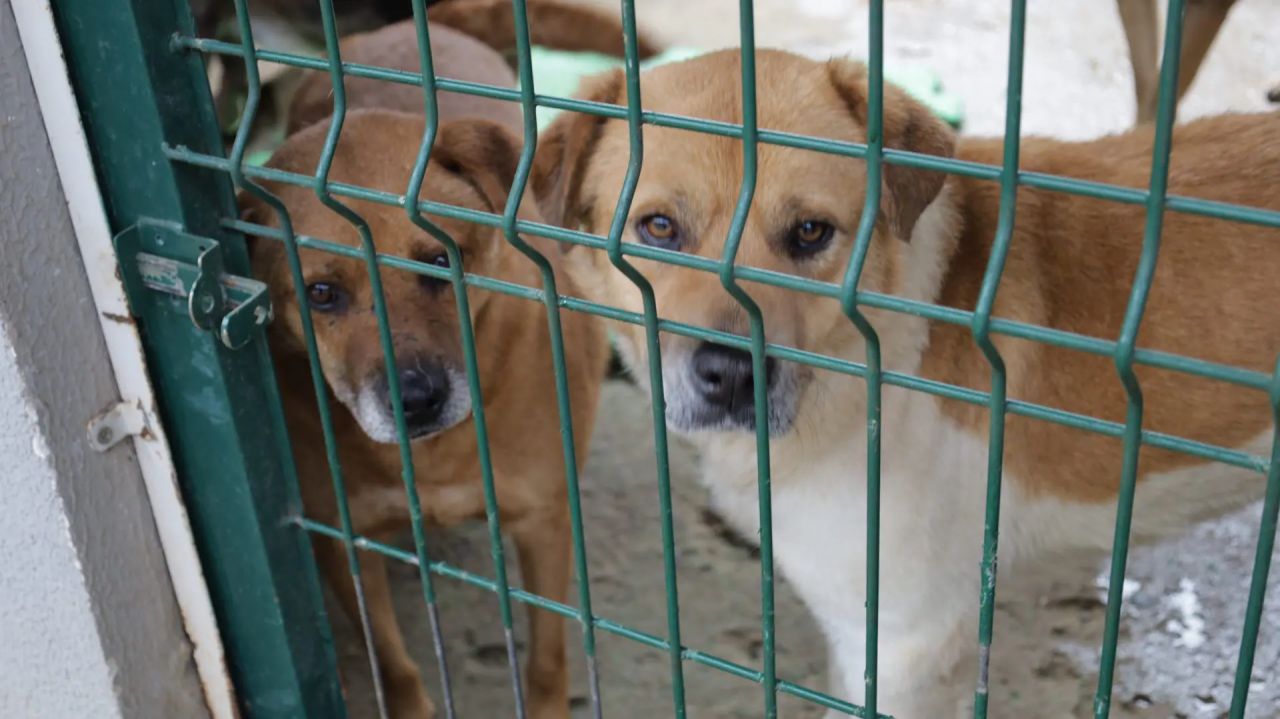 Canil Municipal busca famílias para cerca de 200 cães à espera de um lar
