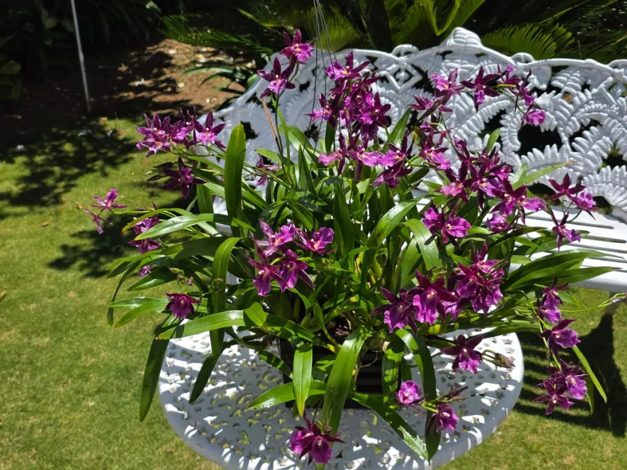 5ª Exposição de Orquídeas reúne espécies raras e programação gratuita neste fim de semana em Guarapuava